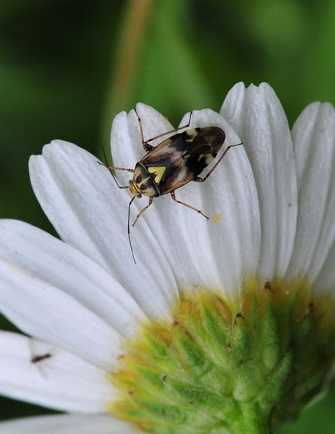 La vita in un fiore: terza parte